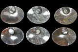 Lot: Oval Dishes With Goniatite Fossils - Pieces #119397-1